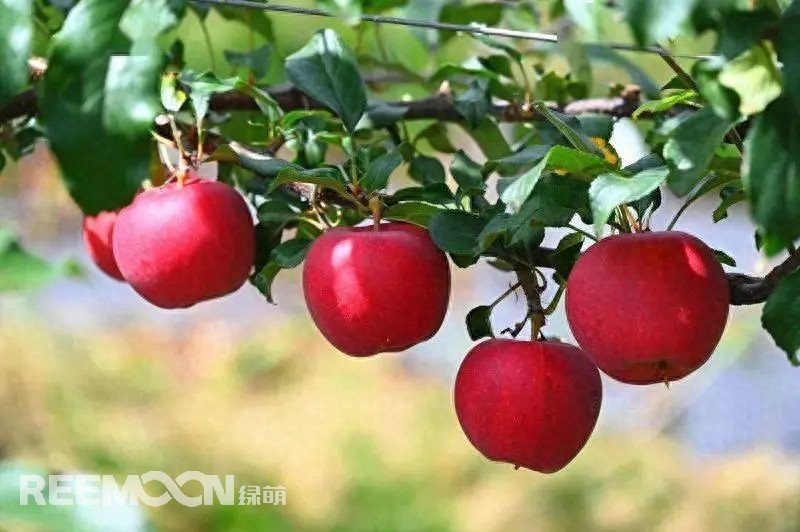 中國(guó)是世界上最大的蘋果生產(chǎn)國(guó)，也是全球最大的蘋果消費(fèi)國(guó)。每年的7-9月是蘋果大量采摘上市的季節(jié)，蘋果產(chǎn)地分布范圍廣，河北、山東、陜西、山西、甘肅、新疆等地區(qū)均大量種植，年產(chǎn)量超過4000萬噸。中國(guó)的蘋果產(chǎn)業(yè)鏈較為完整，涵蓋了種植、采摘、分選、包裝、加工和銷售等環(huán)節(jié)。蘋果采后分選實(shí)現(xiàn)了蘋果品質(zhì)標(biāo)準(zhǔn)化處理，提高